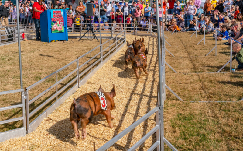 Hendersonville Pig Fest Raises Money for Local Non-Profits